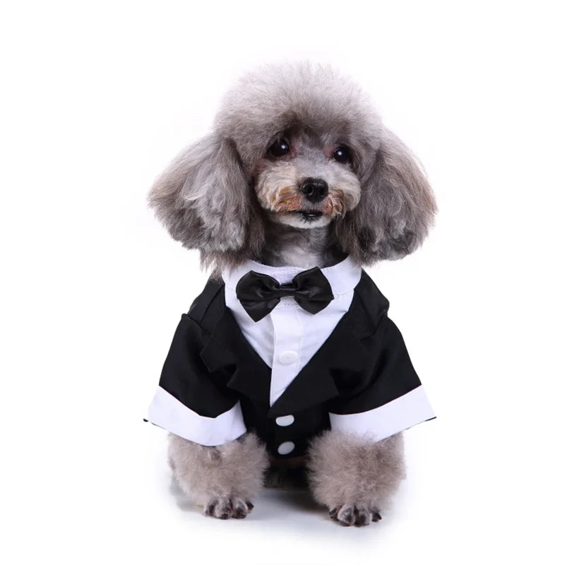 Cute Dog Tailcoat Suit